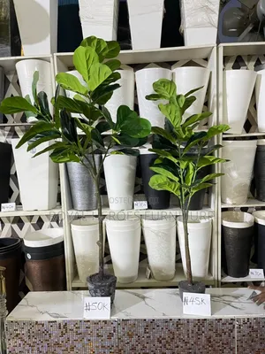 Cashew Plants