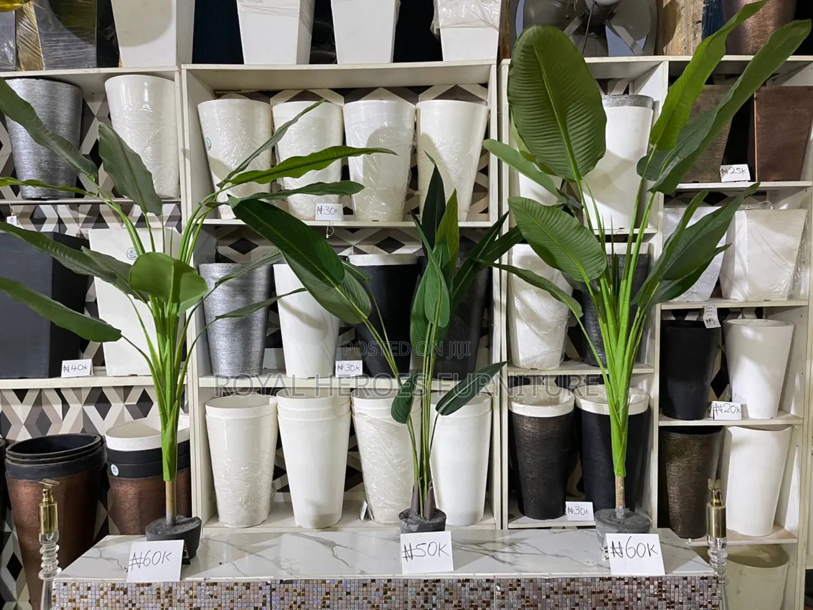Banana Plants