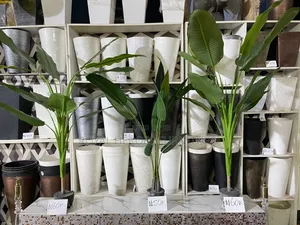 Banana Plants