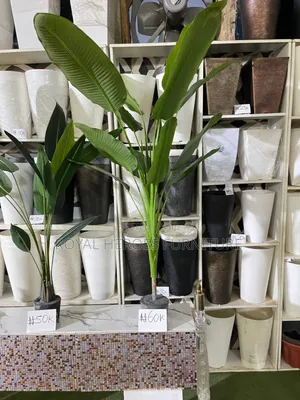 Banana Plants