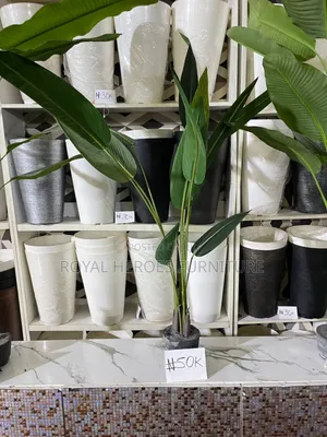 Banana Plants