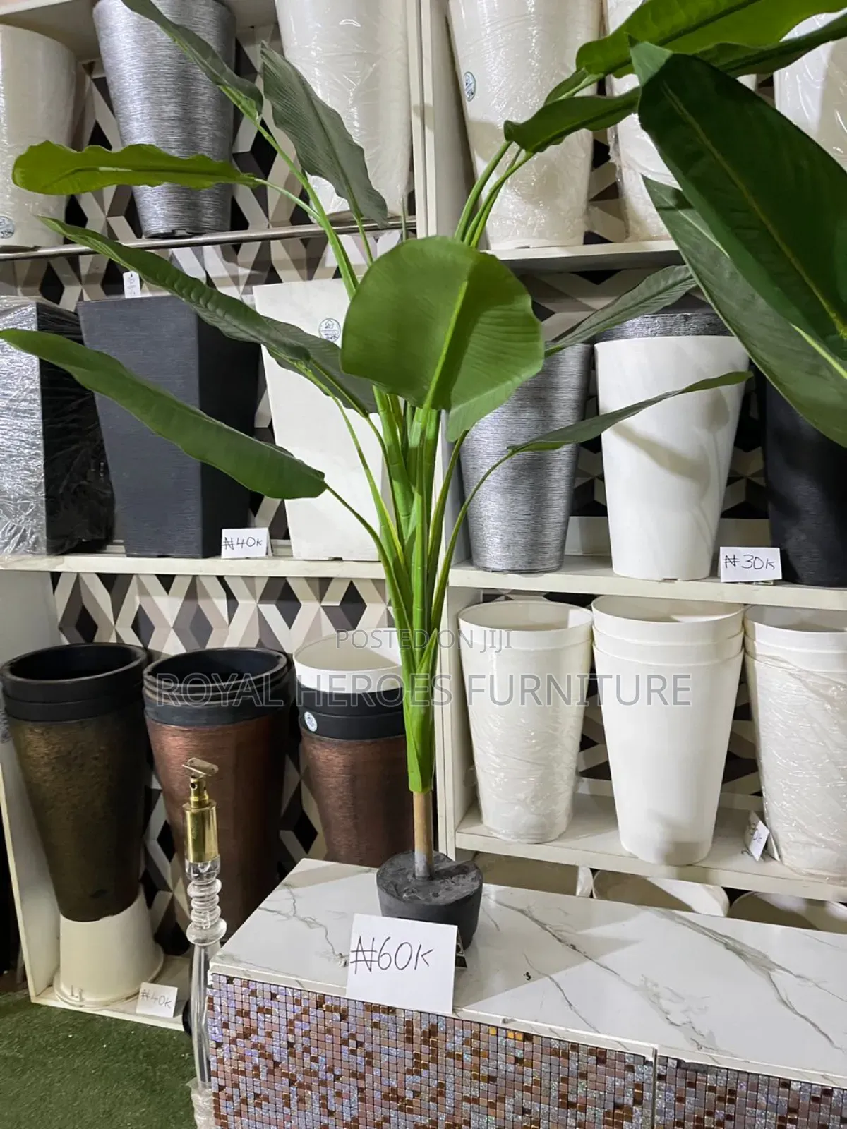 Banana Plants