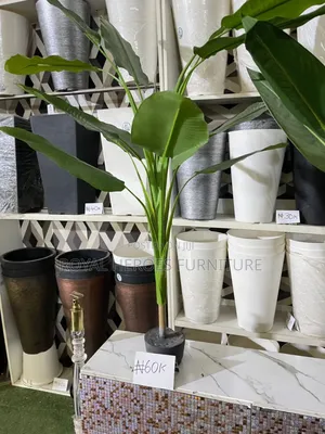 Banana Plants