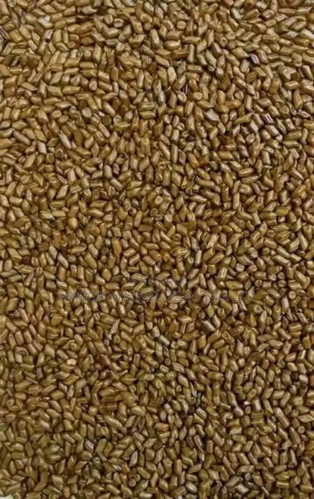High Quality Seeds (Check Description for Prices)