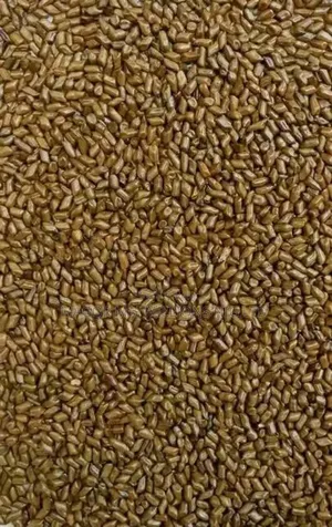 High Quality Seeds (Check Description for Prices)
