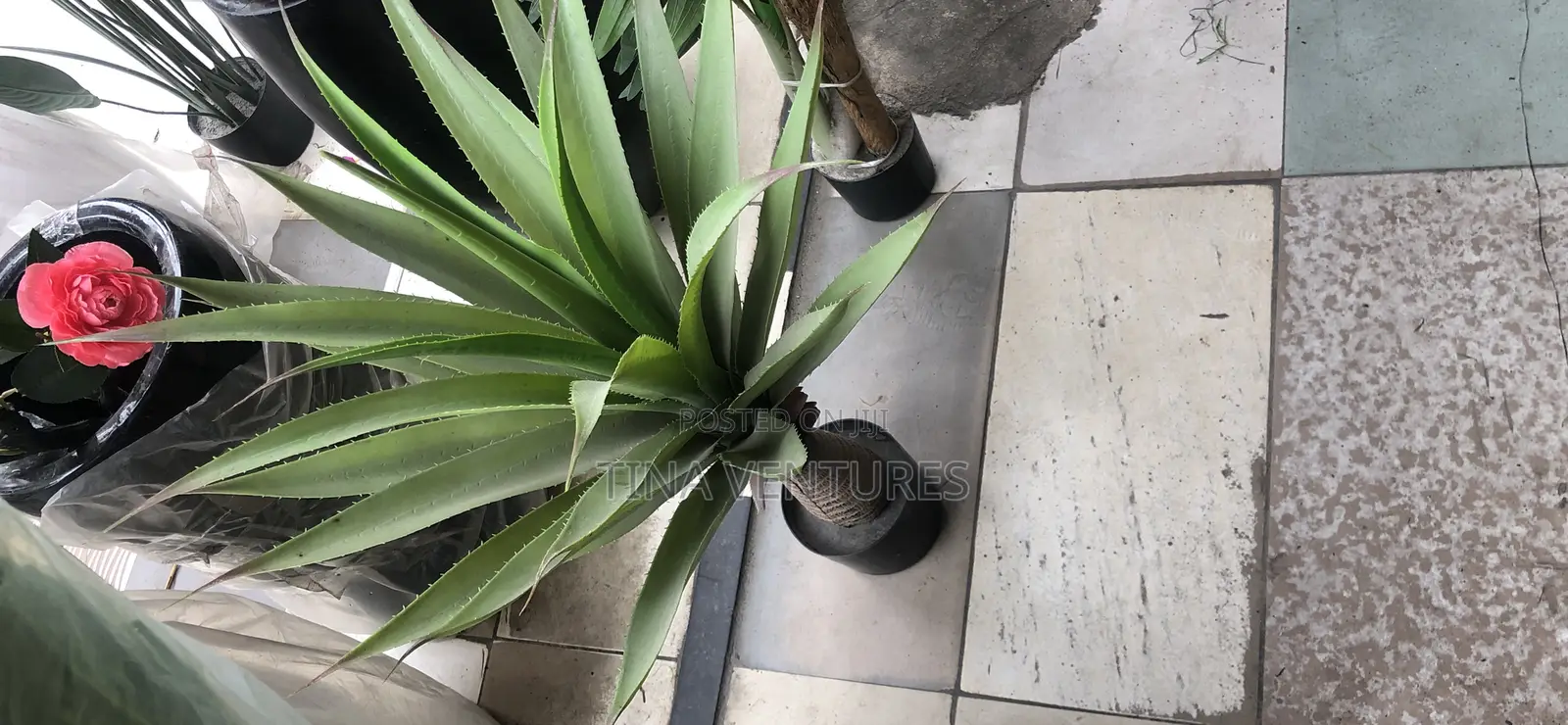Artificial Flower/Plant