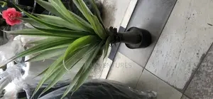 Artificial Flower/Plant