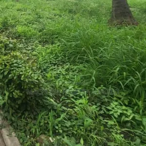 2000sqm Land Available at Ikoyi