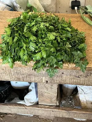 Fresh Parsley
