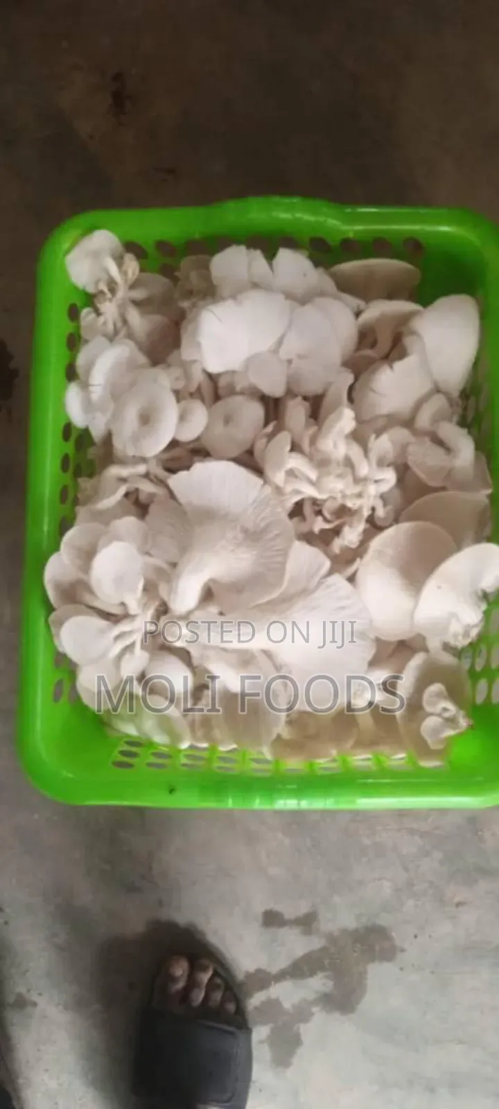 Molifoods Mushroom