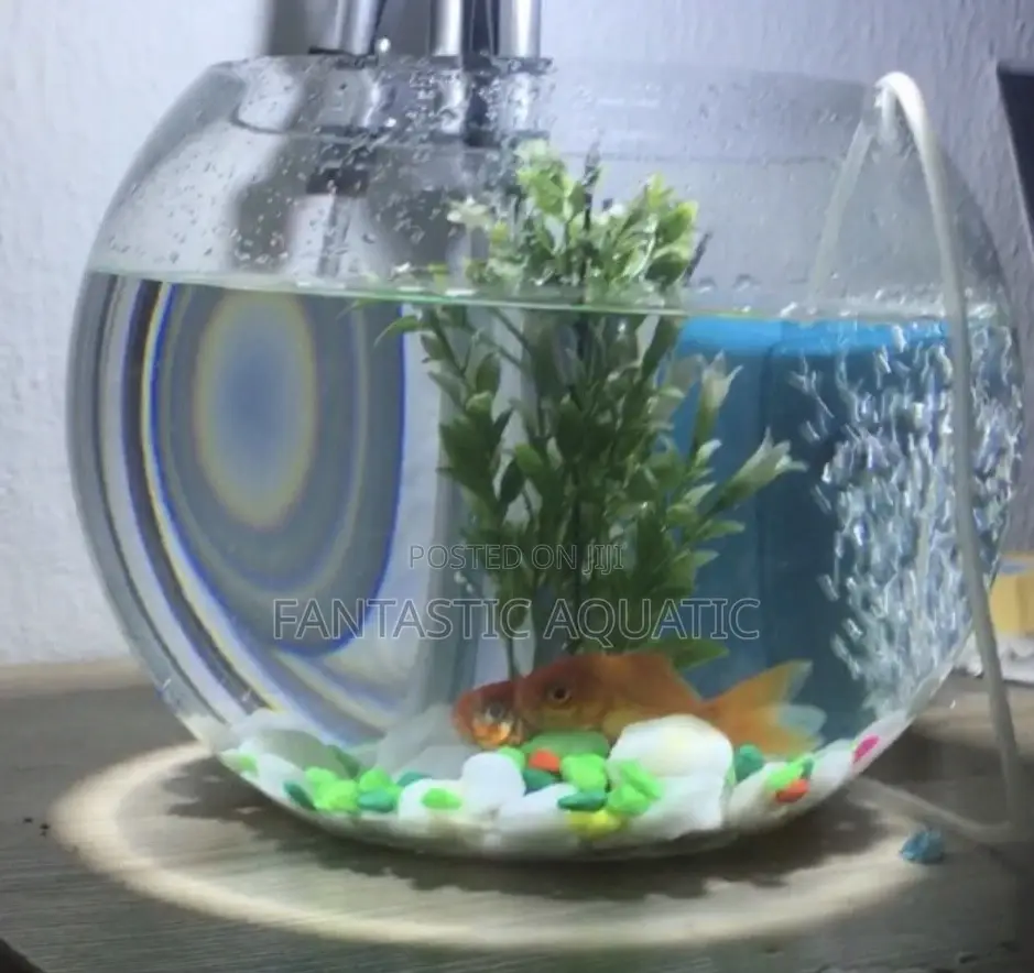 10 Liters Fishbowlkit With 2 Big Fishs