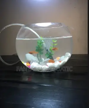 10 Liters Fishbowlkit With 2 Big Fishs