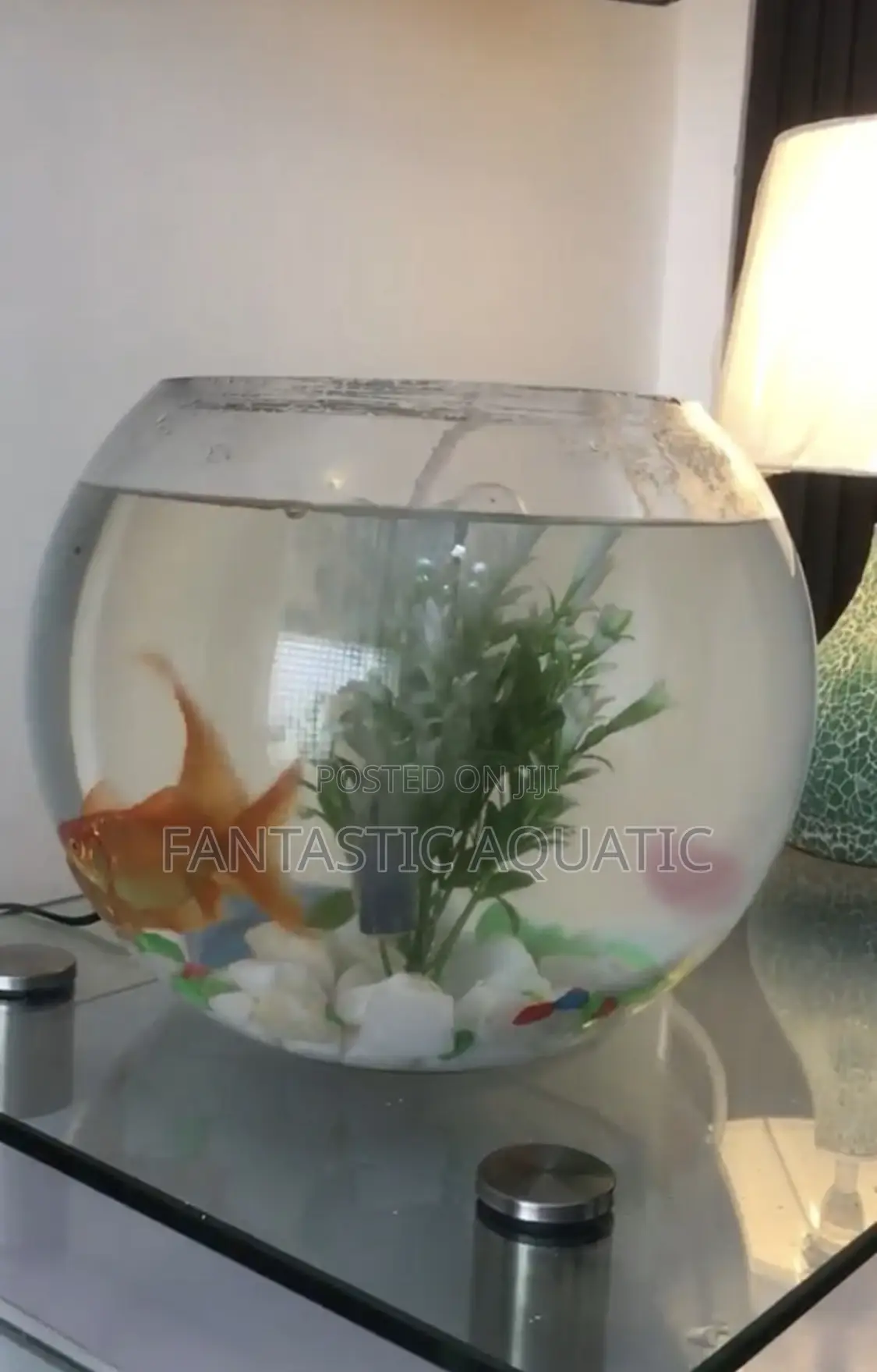 10 Liters Fishbowlkit With 2 Big Fishs