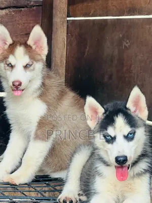 1-3 months Female Purebred Siberian Husky