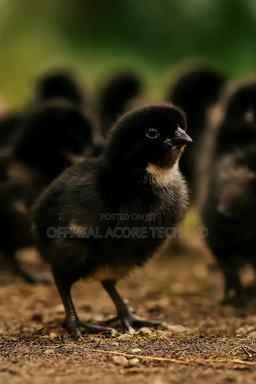 Premium Day Old Pullets Available