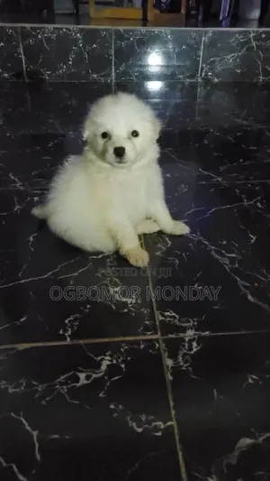0-1 month Female Purebred American Eskimo