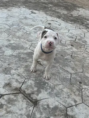 1-3 months Male Purebred American Pit Bull Terrier