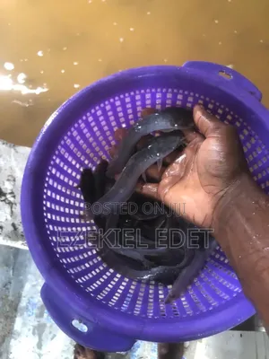 Nsenny Farm {Catfish Fingerlings}