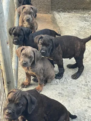 1-3 months Female Purebred Cane Corso