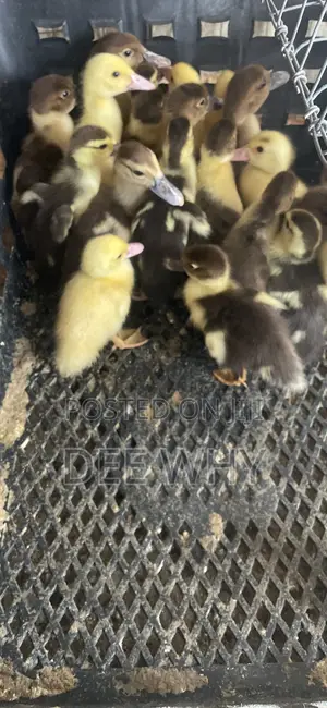 Duck and Ducklings