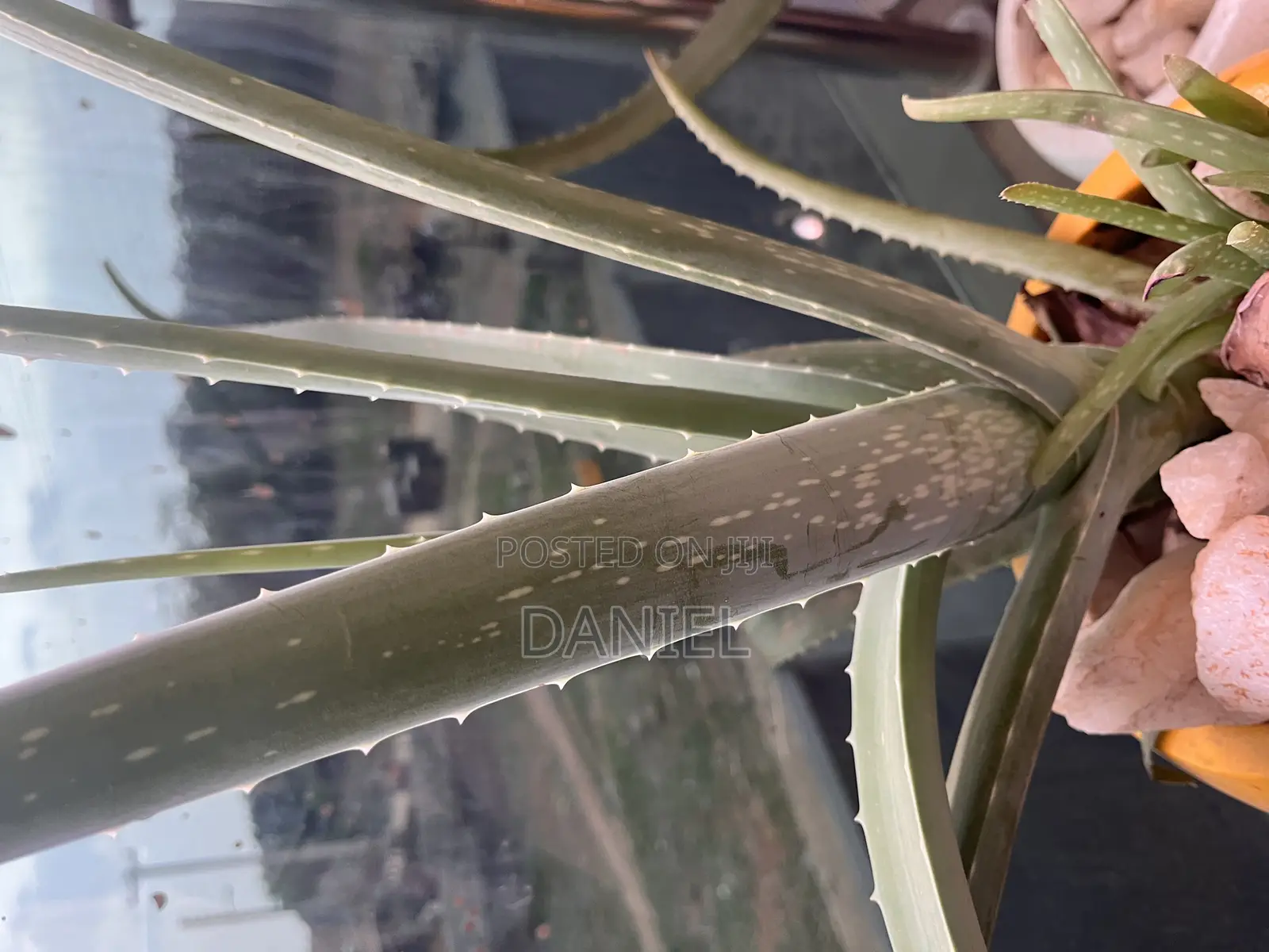 Aloe Vera Plant