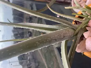 Aloe Vera Plant