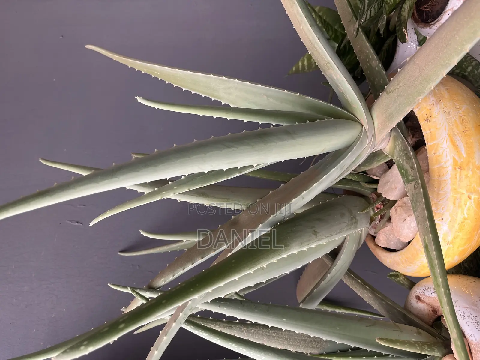 Aloe Vera Plant