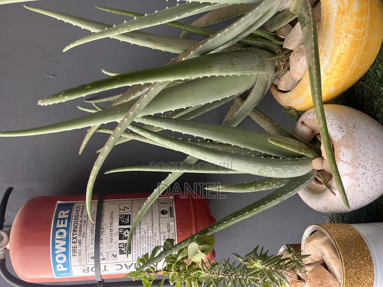 Aloe Vera Plant