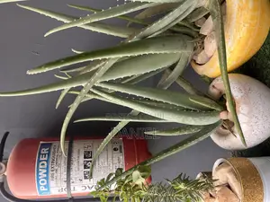 Aloe Vera Plant