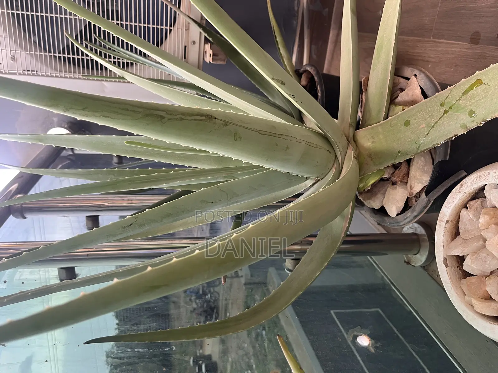 Fresh Aloe Vera Leaf (Cuts)