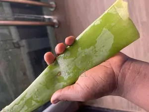 Fresh Aloe Vera Leaf (Cuts)