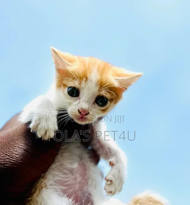 1-3 months Female Purebred American Shorthair in Wuse Cats