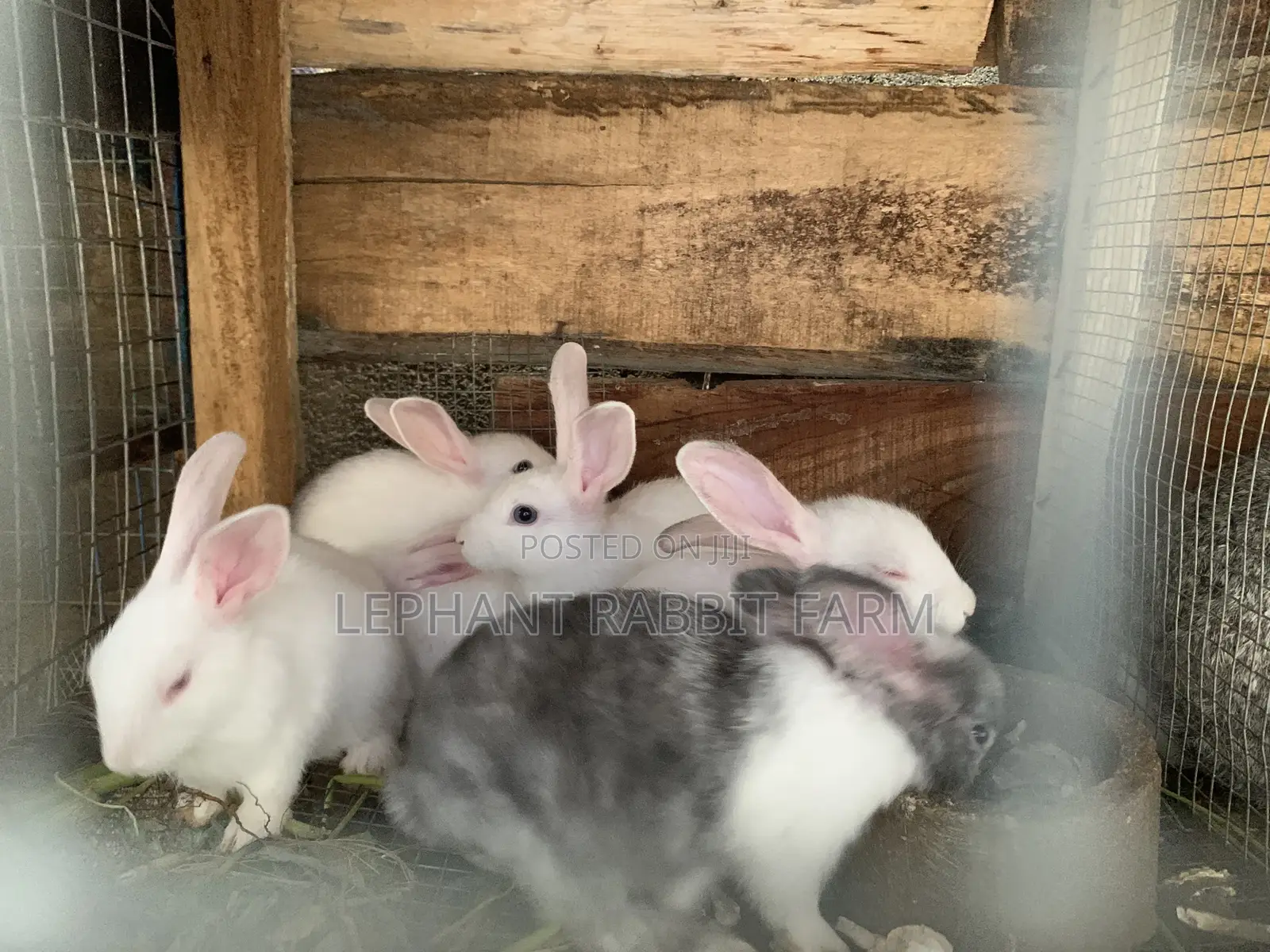 Rabbits in Different Breeds Available for Sale (Weaners)