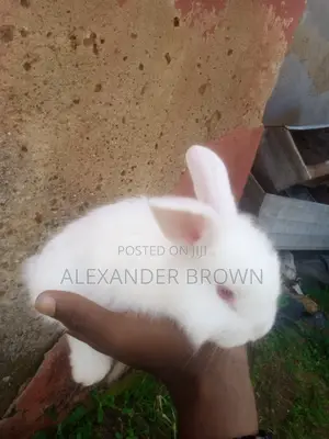 Rabbit Weaners