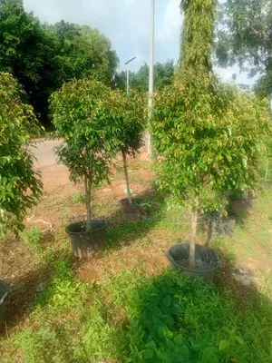 Ball Ficus