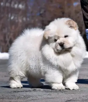 3-6 months Female Purebred Chow Chow
