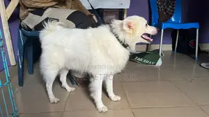 1+ year Male Purebred American Eskimo
