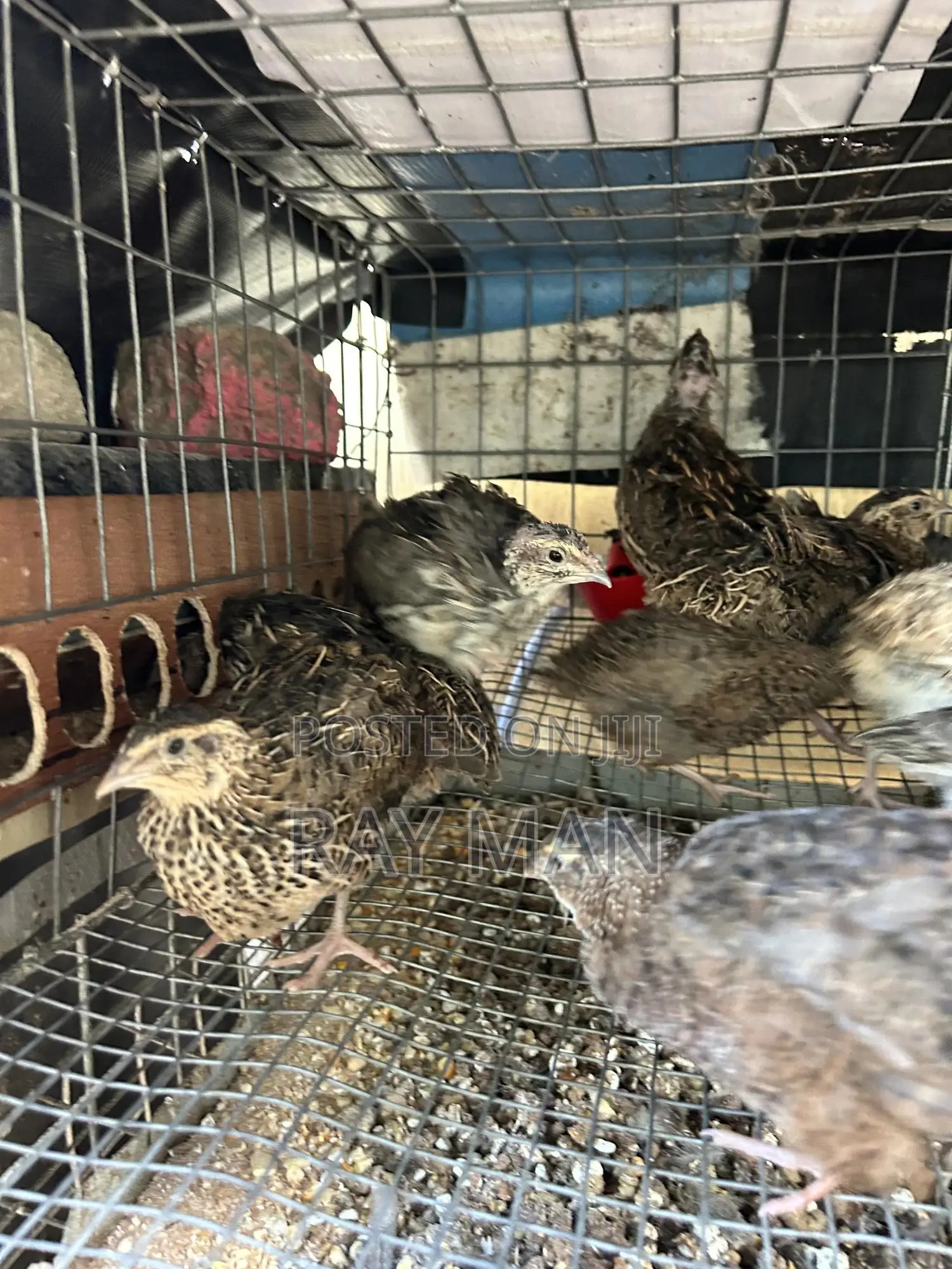 Quail Birds