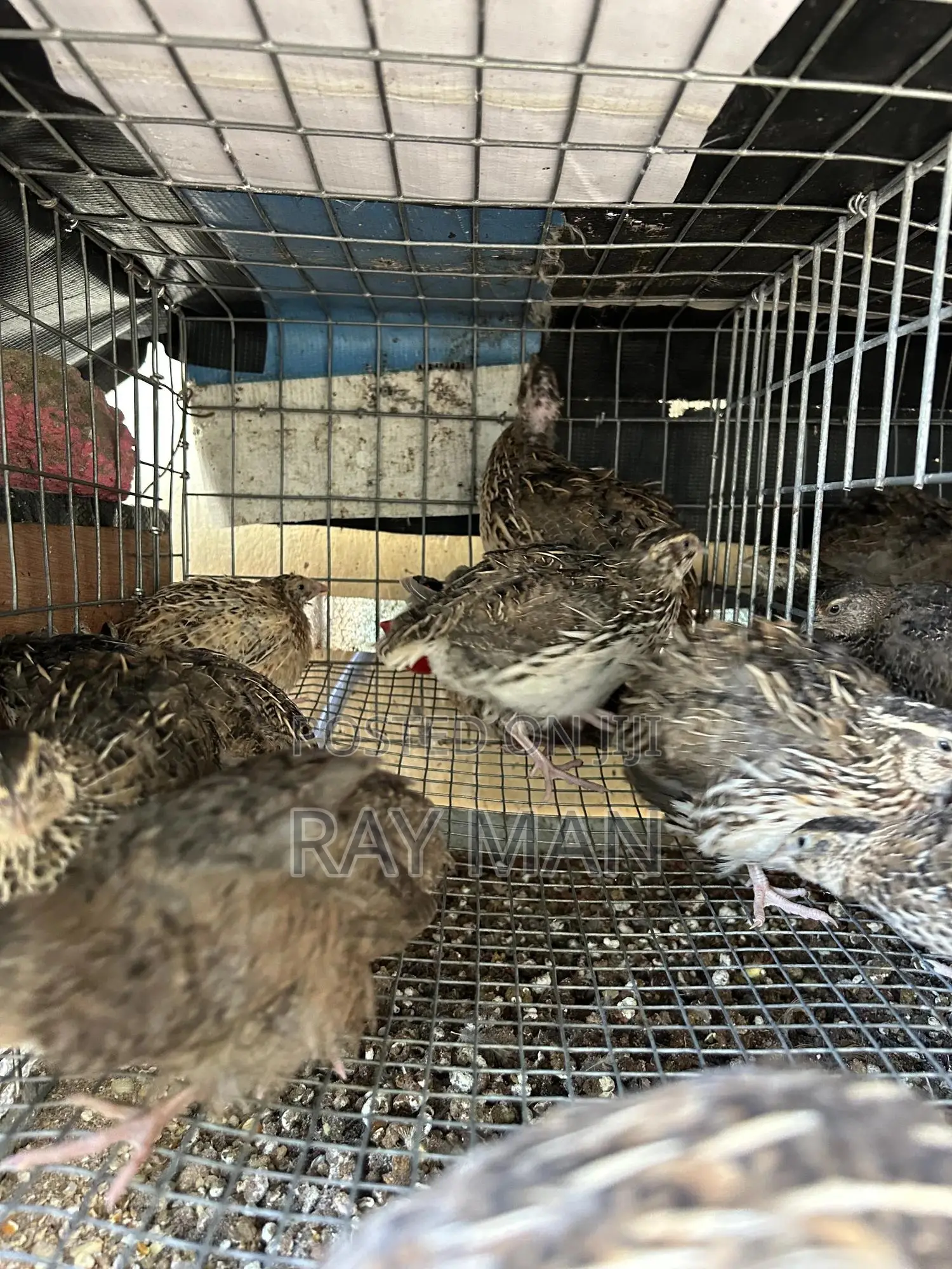 Quail Birds