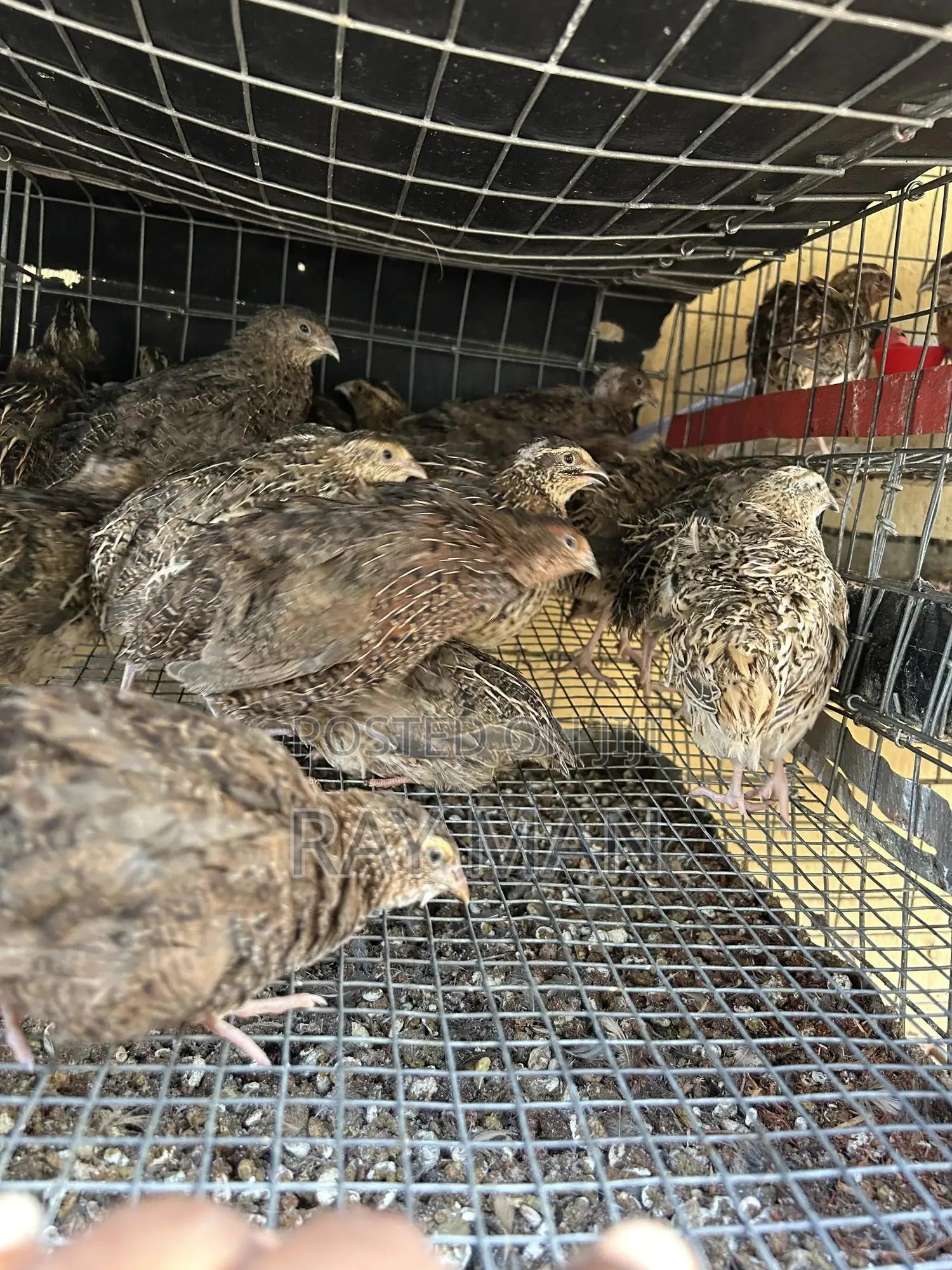 Quail Birds