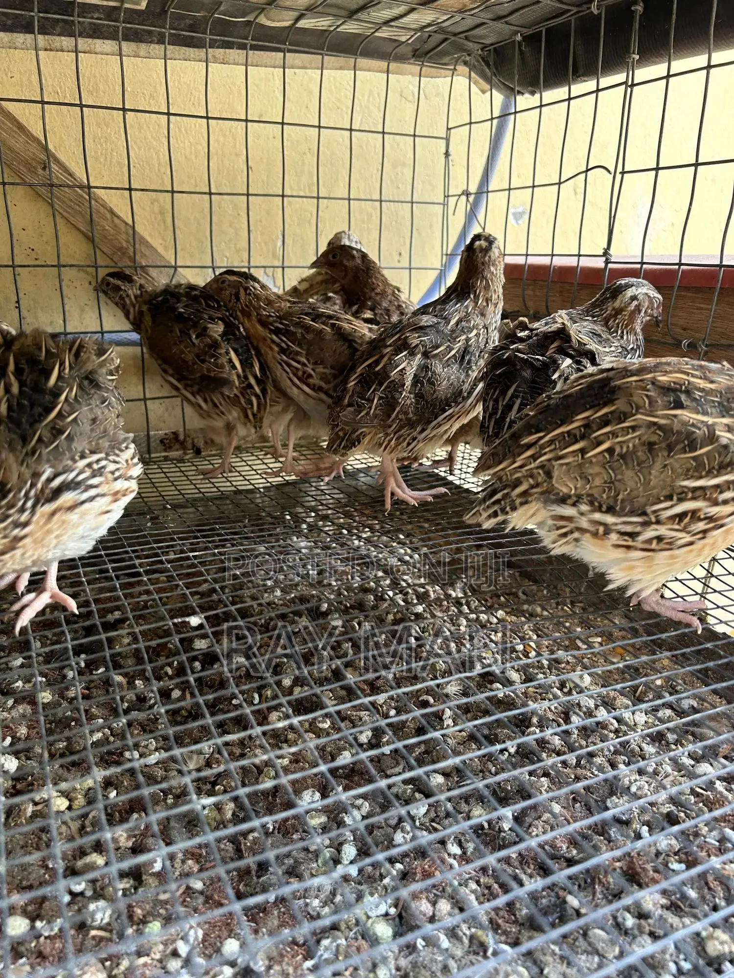 Quail Birds