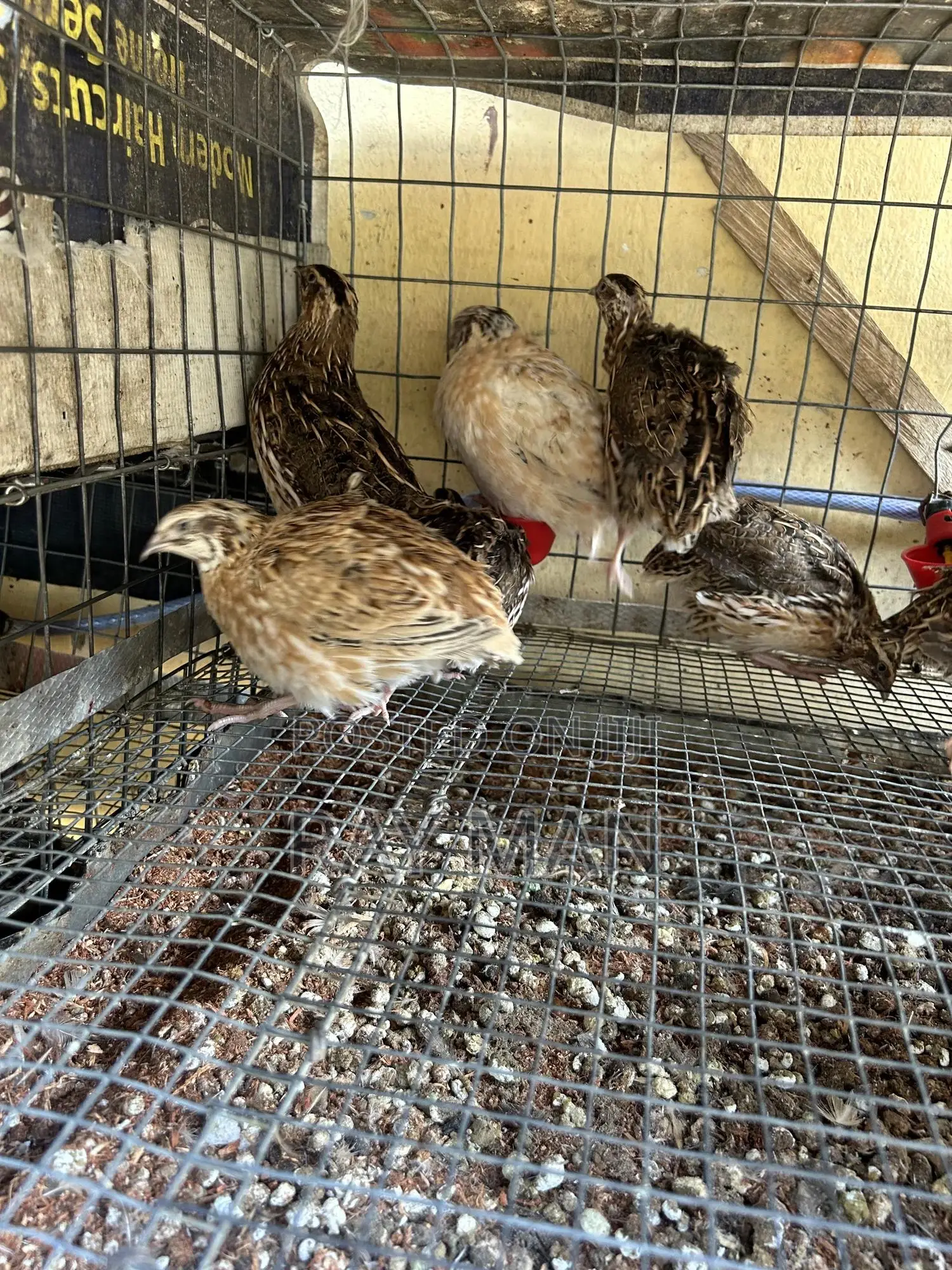Quail Birds