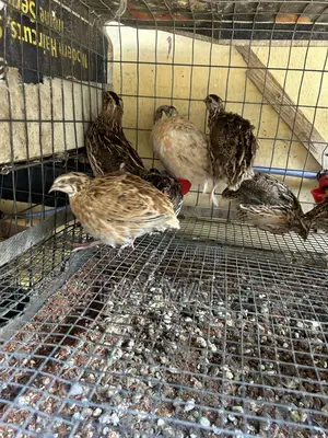Quail Birds