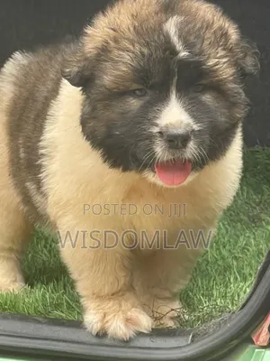 1-3 months Male Purebred Caucasian Shepherd