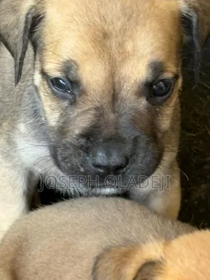 1-3 months Male Purebred Boerboel