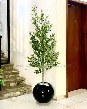 Olive Plant and Black Vase