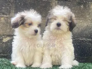 1-3 months Male Purebred Lhasa Apso