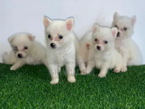 1-3 months Male Purebred American Eskimo