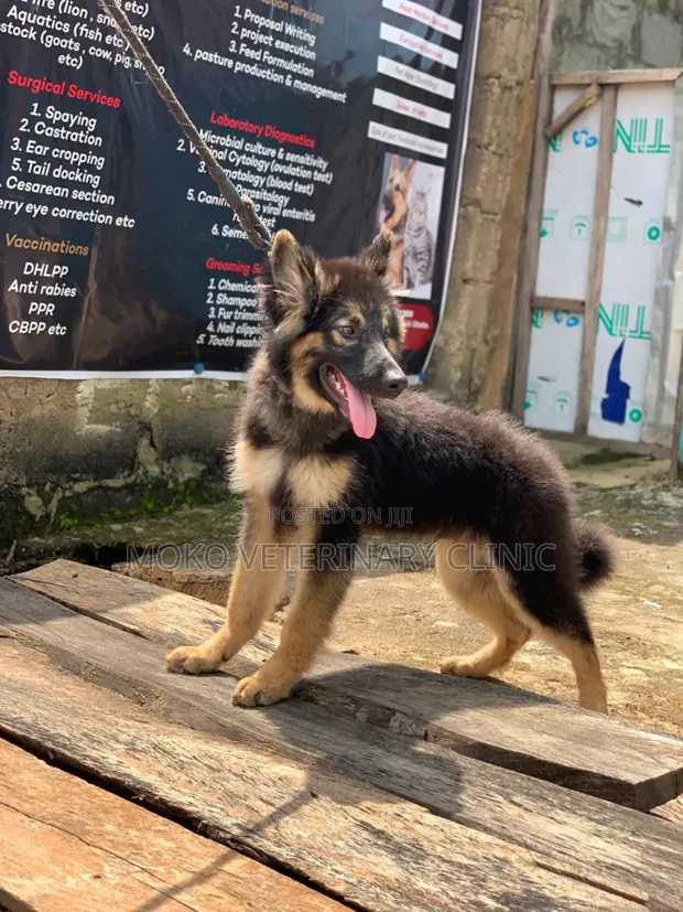 3-6 months Male Purebred German Shepherd in Ado Ekiti Dogs