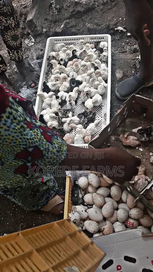 Day Old Turkey Poults